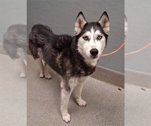 Siberian Husky-Unknown Mix Dogs for adoption in Las Vegas, NV, USA
