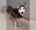 ROGUE - Female Siberian Husky-Unknown Mix Dog for Adoption - Small photo