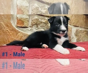 Border Collie Puppy for sale in HUNTINGTON, TX, USA