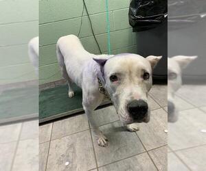 Dogo Argentino-Unknown Mix Dogs for adoption in Grand Prairie, TX, USA