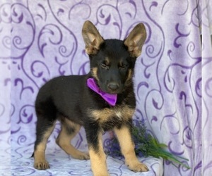 German Shepherd Dog Puppy for sale in LANCASTER, PA, USA