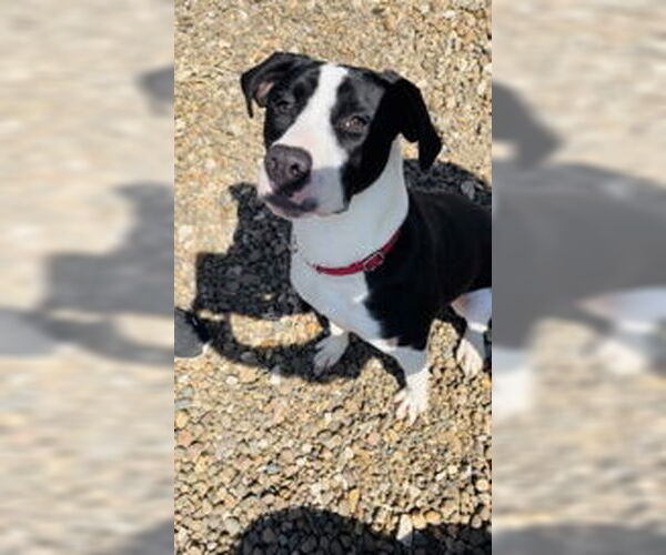 Medium Photo #6 Mutt Puppy For Sale in Oskaloosa, IA, USA