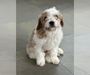 Cavapoo Puppy for sale in MILLERSVILLE, MD, USA