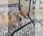 Small Photo #4 Belgian Malinois-Siberian Husky Mix Puppy For Sale in KANSAS CITY, MO, USA