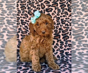 Goldendoodle Puppy for sale in NOTTINGHAM, PA, USA