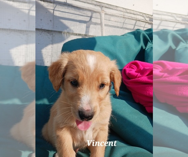 Medium Photo #30 English Cream Golden Retriever-Newfoundland Mix Puppy For Sale in SHEBOYGAN FALLS, WI, USA