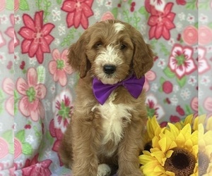 Goldendoodle (Miniature) Puppy for sale in LANCASTER, PA, USA