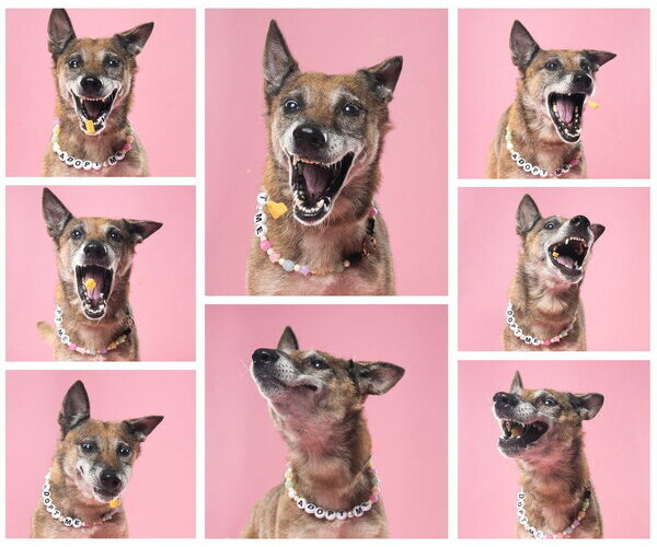 Medium Photo #7 Mutt Puppy For Sale in Imlay City, MI, USA