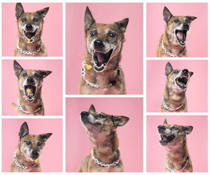 Celia - Located in PA - Female Mutt Dog for Adoption - Photo #7
