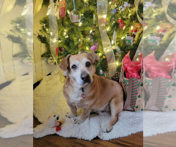 Medium Photo #3 Basset Hound-Unknown Mix Puppy For Sale in Springdale, PA, USA