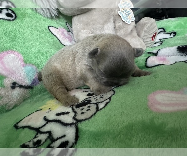Medium Photo #1 French Bulldog Puppy For Sale in SPENCER, WV, USA