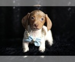 Puppy Reggie ACA Dachshund