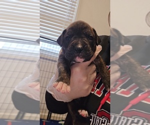 Boxer Puppy for sale in TOLEDO, OH, USA