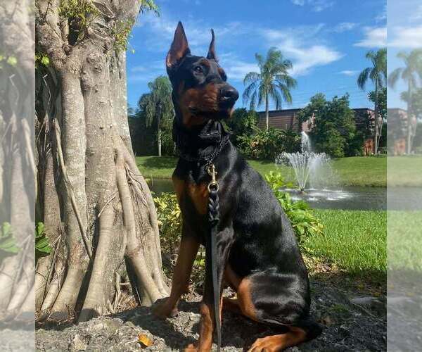 Medium Photo #11 Doberman Pinscher Puppy For Sale in FORT LAUDERDALE, FL, USA