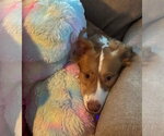 Small #2 Australian Shepherd Mix