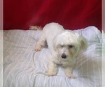 Small #4 Maltese