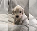 Puppy Patsy Goldendoodle