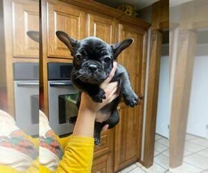 French Bulldog Puppy for sale in DARDANELLE, AR, USA