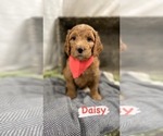 Puppy 1 Goldendoodle