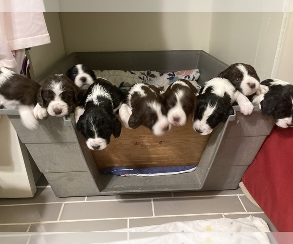 Medium Photo #3 English Springer Spaniel Puppy For Sale in CENTER POINT, TX, USA