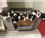 Small Photo #3 English Springer Spaniel Puppy For Sale in CENTER POINT, TX, USA