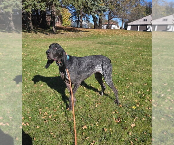 Medium Photo #4 Bluetick Coonhound Puppy For Sale in Crystal, MN, USA