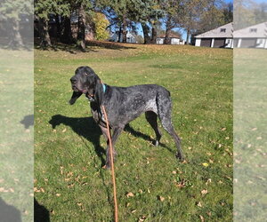 Blair *longest ears award* - Female Bluetick Coonhound Dog for Adoption - Photo #4