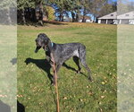 Small Photo #4 Bluetick Coonhound Puppy For Sale in Crystal, MN, USA