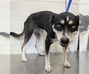 German Shepherd Dog-Unknown Mix Dogs for adoption in San Bernardino, CA, USA
