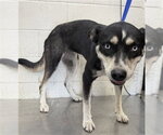 Small German Shepherd Dog Mix