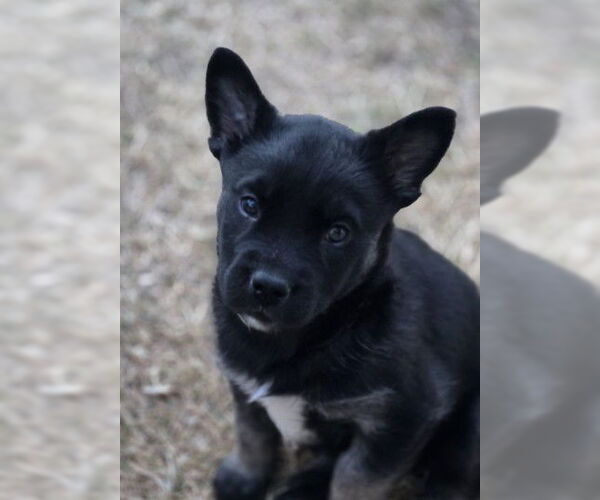 Medium Photo #1 Siberian Husky-Unknown Mix Puppy For Sale in Brighton, CO, USA