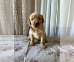 Puppy AKC Ray Golden Retriever