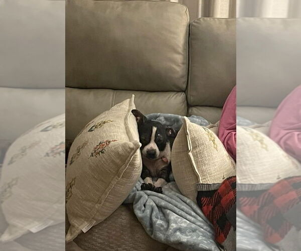 Medium Photo #7 Boston Huahua Puppy For Sale in Springdale, PA, USA