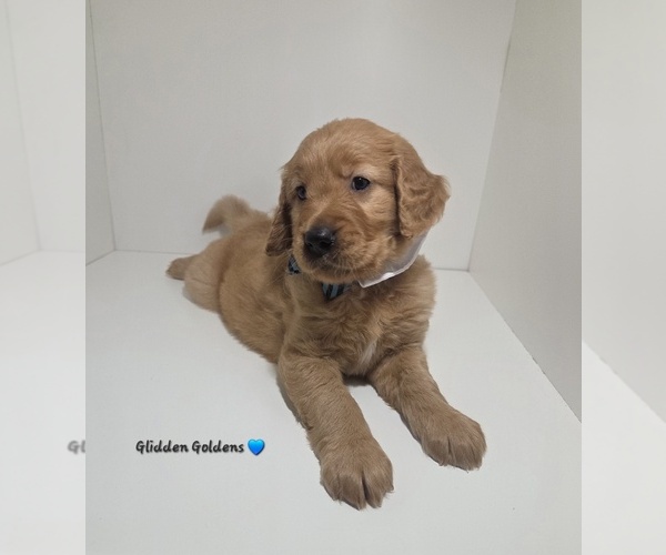 Medium Photo #3 Golden Retriever Puppy For Sale in GOODYEAR, AZ, USA