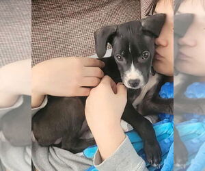 Boxador Dogs for adoption in Sheboygan, WI, USA