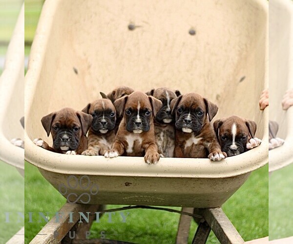 Medium Photo #2 Boxer Puppy For Sale in GORDONVILLE, PA, USA