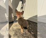 Small Photo #30 German Malinois Puppy For Sale in GARLAND, NC, USA