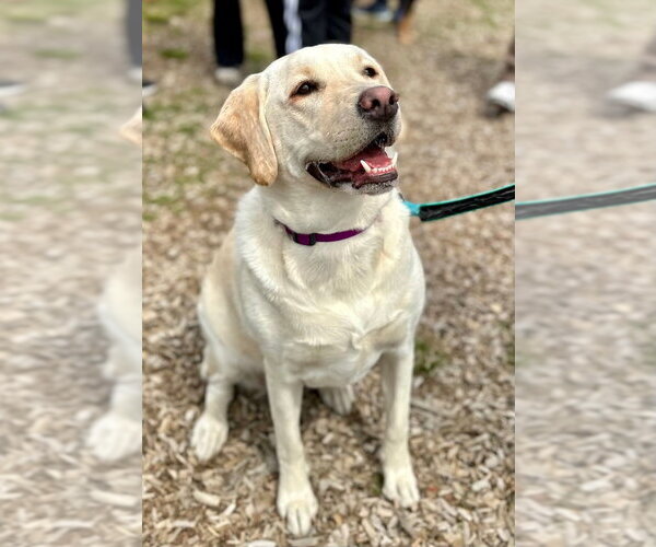 Medium Photo #8 Labrador Retriever Puppy For Sale in Oak Bluffs, MA, USA