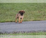 Small Photo #5 Puggle Puppy For Sale in PINE GROVE, PA, USA