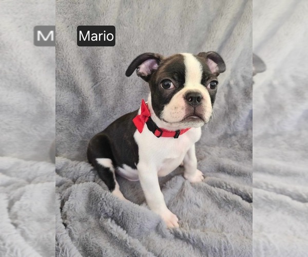 Medium Photo #4 Boston Terrier Puppy For Sale in MINERAL WELLS, WV, USA