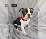 Small #3 Boston Terrier