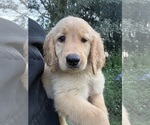 Puppy Tilly Golden Retriever