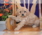 Small Photo #17 Cavapoo Puppy For Sale in GREENWOOD, WI, USA