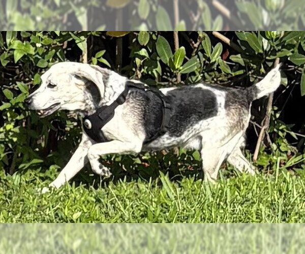 Medium Photo #2 Beagle Puppy For Sale in Dunnellon, FL, USA