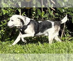 Small #1 Beagle