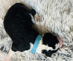 Small Photo #8 Sheepadoodle Puppy For Sale in HUNTINGTON BEACH, CA, USA