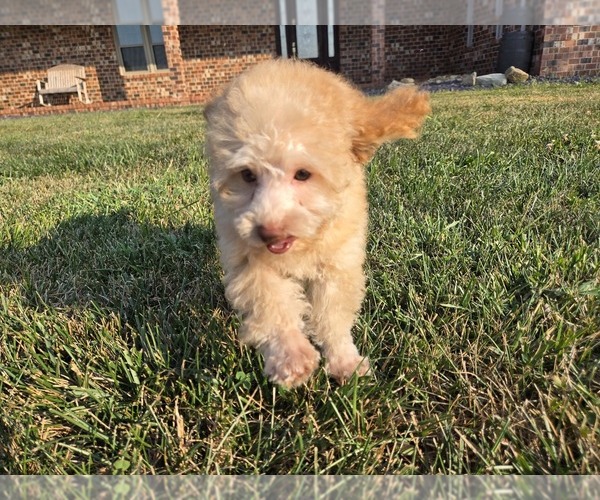 Medium Photo #3 Poodle (Toy) Puppy For Sale in CARLYLE, IL, USA