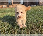 Small #2 Poodle (Toy)