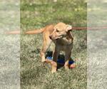 Small #2 Labrador Retriever Mix