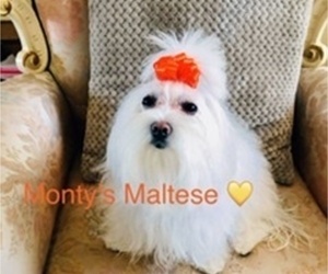 Mother of the Maltese puppies born on 03/16/2022